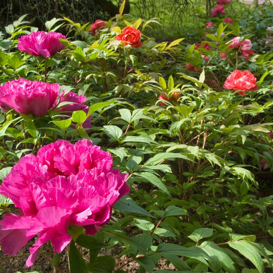 Jardin de roches et de pivoines 1